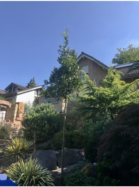 Halbimmergrüne Eiche 'Pseudoturneri' | Quercus turneri Pseudoturneri Halbimmergrüne Eiche 'Pseudoturneri' | Quercus turneri Pseudoturneri