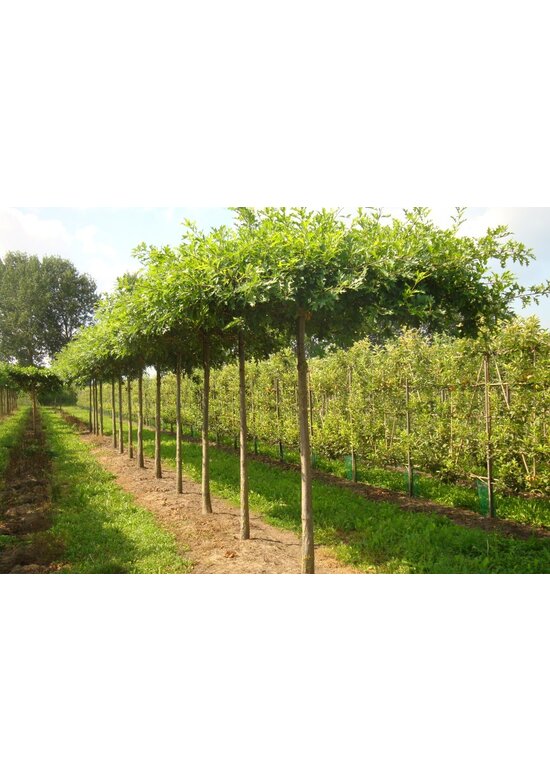 Sumpfeiche dachform | Quercus palustris