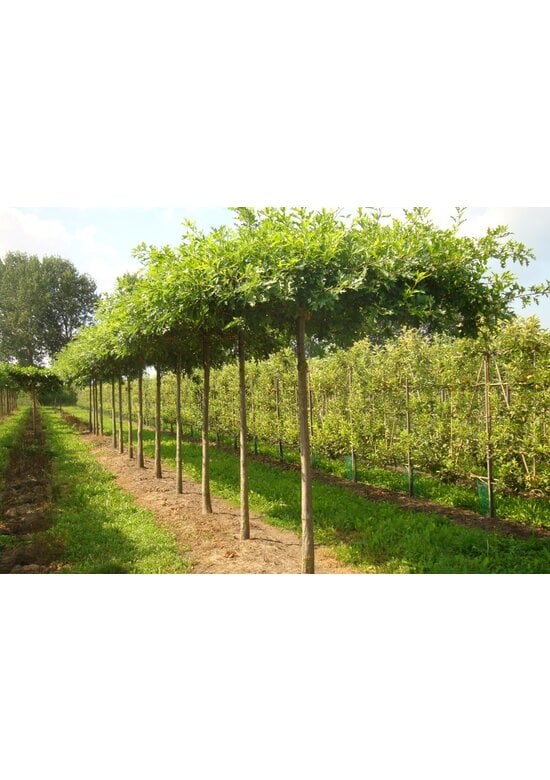 Sumpfeiche dachform | Quercus palustris