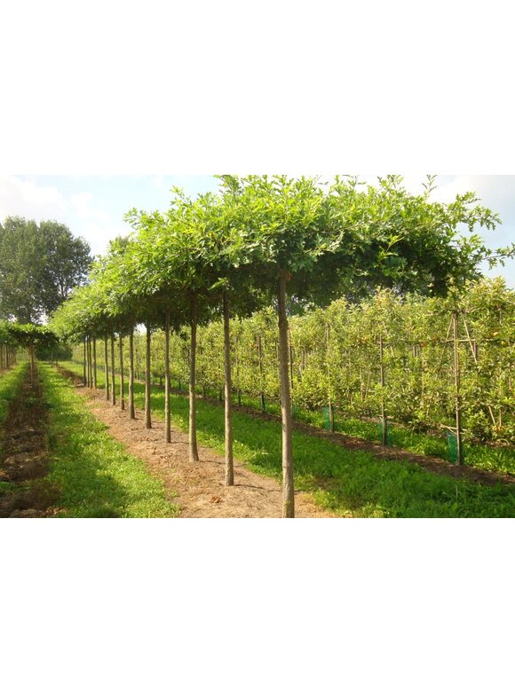 Sumpf-Eiche - Dachbaum | Quercus palustris Sumpf-Eiche - Dachbaum | Quercus palustris