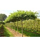 Sumpf-Eiche - Dachbaum | Quercus palustris Sumpf-Eiche - Dachbaum | Quercus palustris