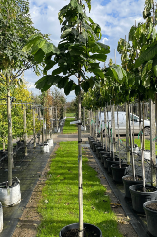 Indianerbanane - Pawpaw 'Overlese' | Asimina triloba 'Overlese'