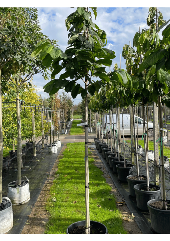 Indianerbanane - Pawpaw 'Overlese' | Asimina triloba 'Overlese'