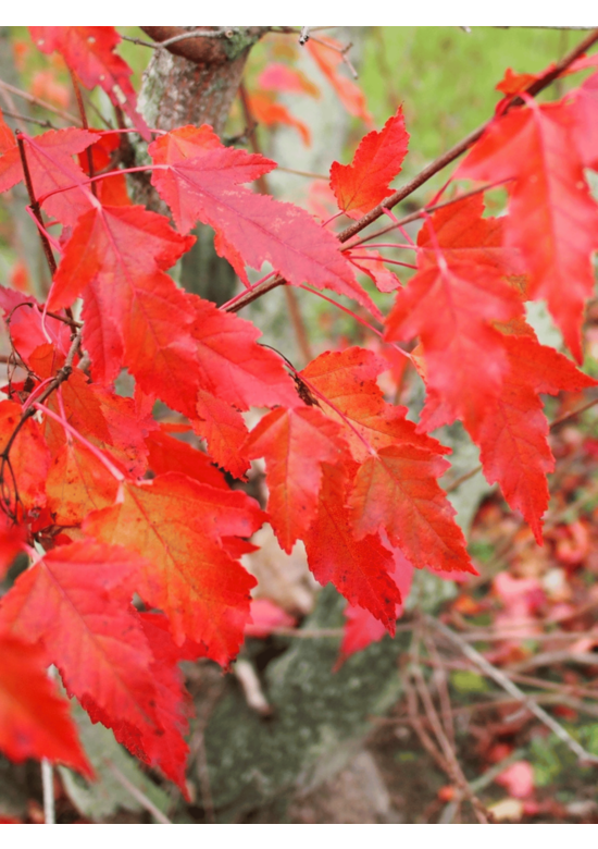 Feuer-Ahorn 'Ginnala' - Mehrstämmig | Acer tataricum 'Ginnala'