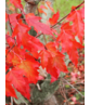 Feuer-Ahorn 'Ginnala' - Mehrstämmig | Acer tataricum 'Ginnala' Feuer-Ahorn 'Ginnala' - Mehrstämmig | Acer tataricum 'Ginnala'