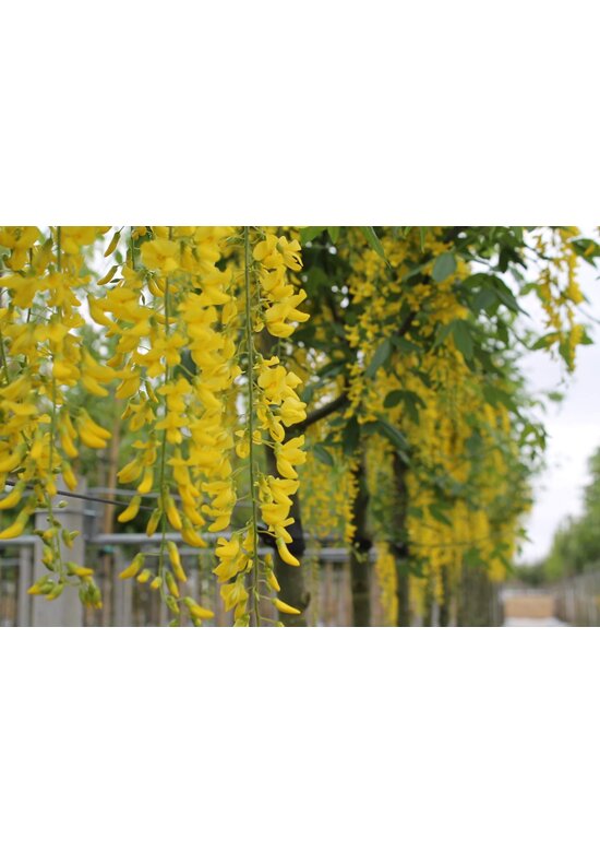 Gemeiner Goldregen | Laburnum anagyroides