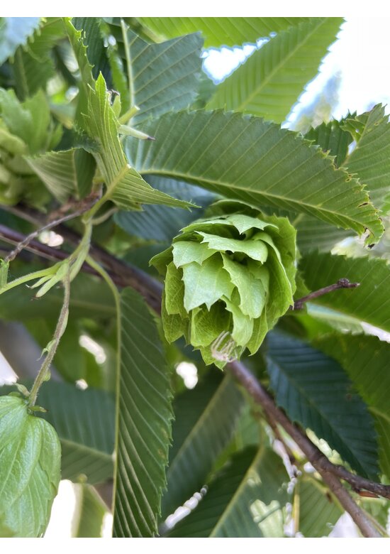 Japanische Hainbuche | Carpinus japonica