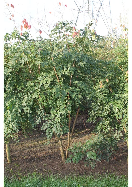 Blasenbaum Mehrstämmig | Koelreuteria paniculata