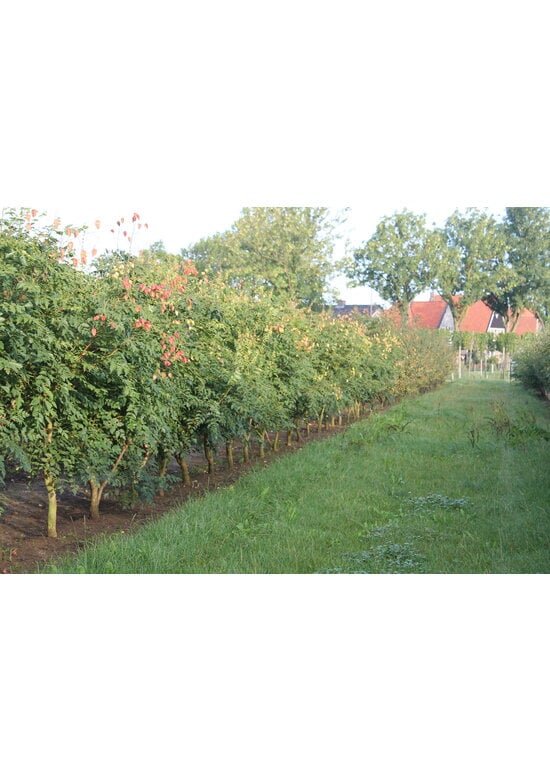 Blasenbaum Mehrstämmig | Koelreuteria paniculata