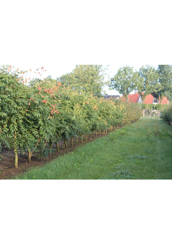 Blasenbaum Mehrstämmig | Koelreuteria paniculata