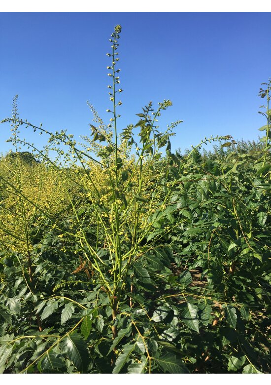 Blasenbaum Mehrstämmig | Koelreuteria paniculata