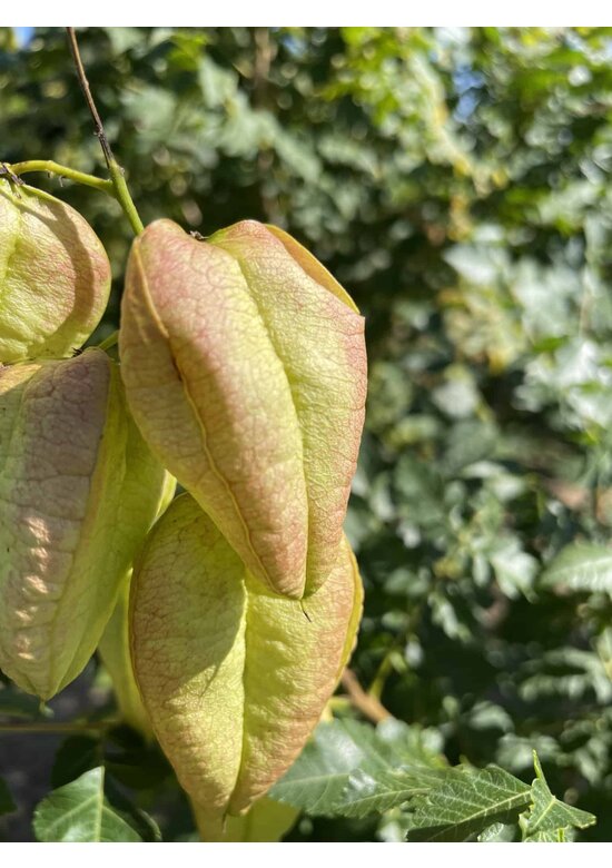 Blasenbaum Mehrstämmig | Koelreuteria paniculata