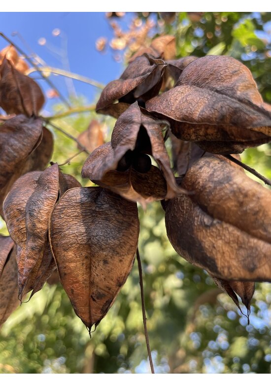 Blasenbaum Mehrstämmig | Koelreuteria paniculata
