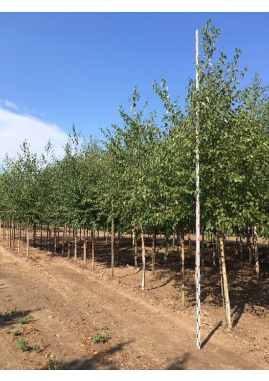 Gold-Birke | Betula ermanii