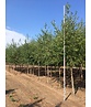 Gold-Birke | Betula ermanii Gold-Birke | Betula ermanii