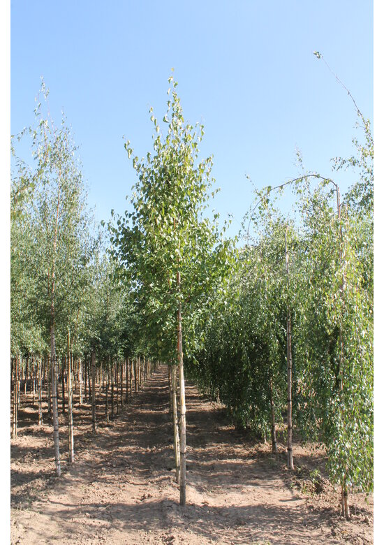 Gold-Birke | Betula ermanii