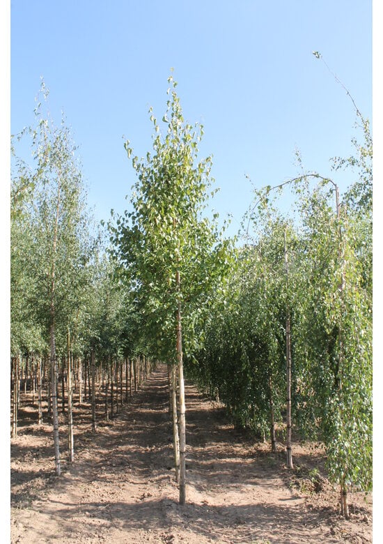 Gold-Birke | Betula ermanii