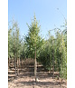 Gold-Birke | Betula ermanii Gold-Birke | Betula ermanii