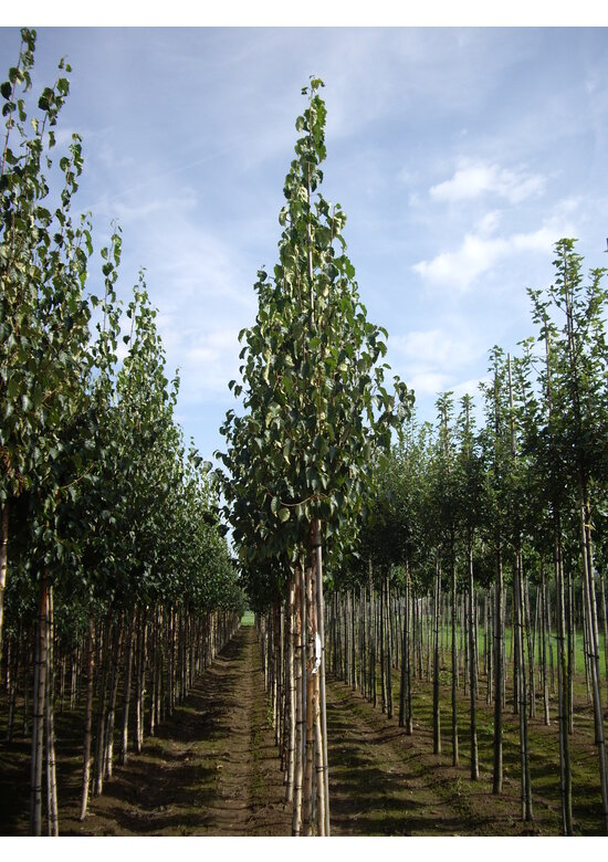 Gold-Birke | Betula ermanii