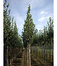 Gold-Birke | Betula ermanii Gold-Birke | Betula ermanii
