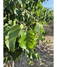 Gold-Birke | Betula ermanii Gold-Birke | Betula ermanii