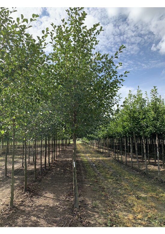 Schwarz-Erle | Alnus glutinosa