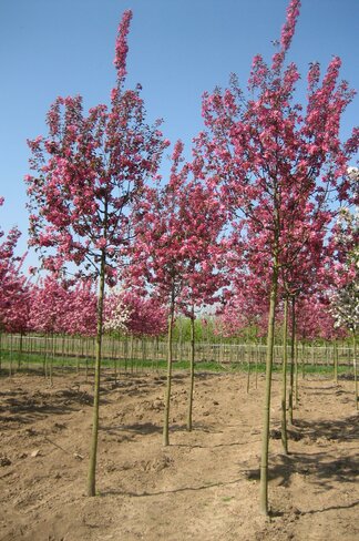 Zierapfel 'Mokum' | Malus 'Mokum'