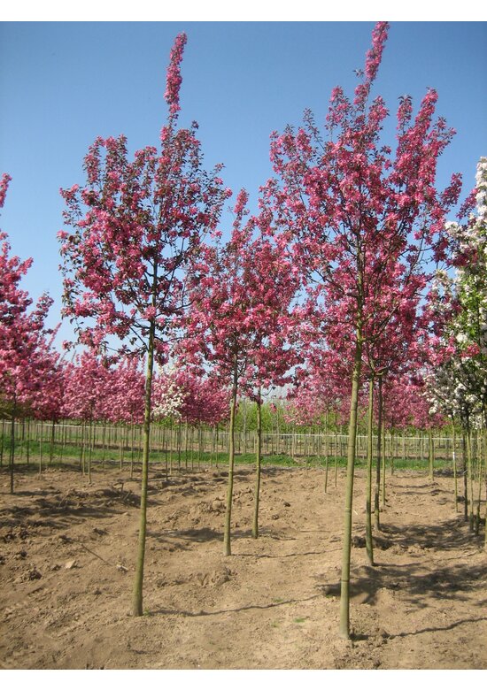Zierapfel 'Mokum' | Malus 'Mokum' Zierapfel 'Mokum' | Malus 'Mokum'