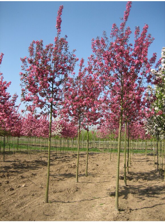 Zierapfel 'Mokum' | Malus 'Mokum' Zierapfel 'Mokum' | Malus 'Mokum'