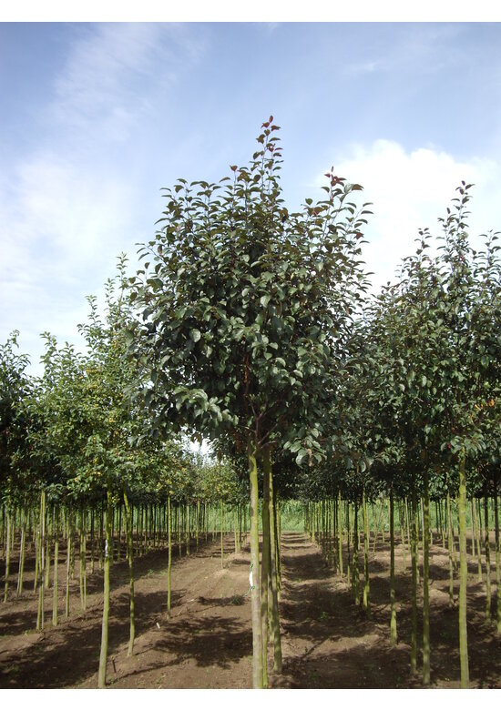 Zierapfel 'Mokum' | Malus 'Mokum'