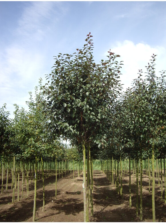 Zierapfel 'Mokum' | Malus 'Mokum' Zierapfel 'Mokum' | Malus 'Mokum'