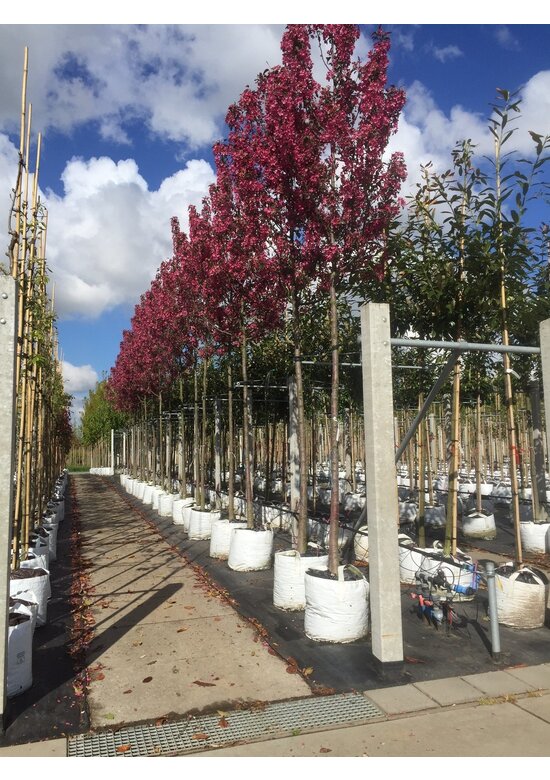 Zierapfel 'Mokum' | Malus 'Mokum'