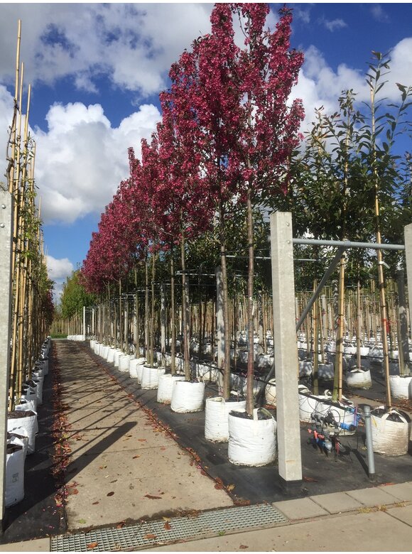 Zierapfel 'Mokum' | Malus 'Mokum' Zierapfel 'Mokum' | Malus 'Mokum'