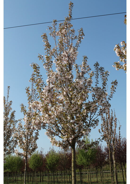 Zierkirsche 'Sunset Boulevard' | Prunus serrulata 'Sunset Boulevard' Zierkirsche 'Sunset Boulevard' | Prunus serrulata 'Sunset Boulevard'