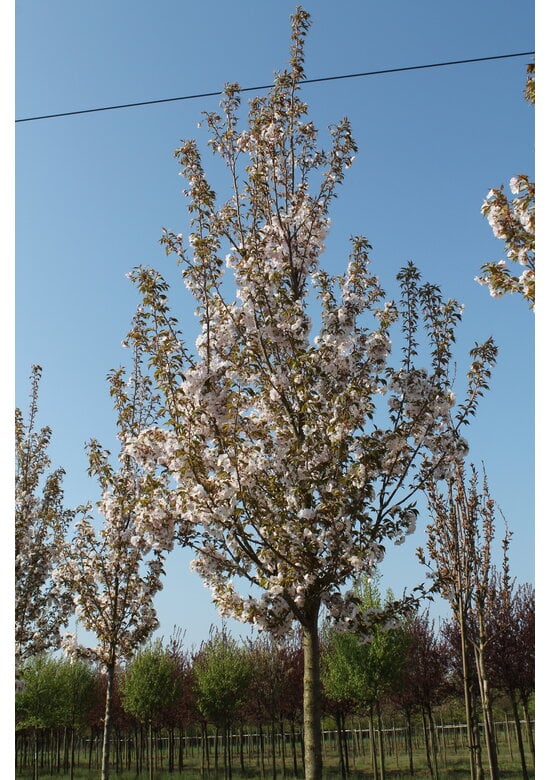 Zierkirsche 'Sunset Boulevard' | Prunus serrulata 'Sunset Boulevard'