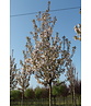 Zierkirsche 'Sunset Boulevard' | Prunus serrulata 'Sunset Boulevard' Zierkirsche 'Sunset Boulevard' | Prunus serrulata 'Sunset Boulevard'