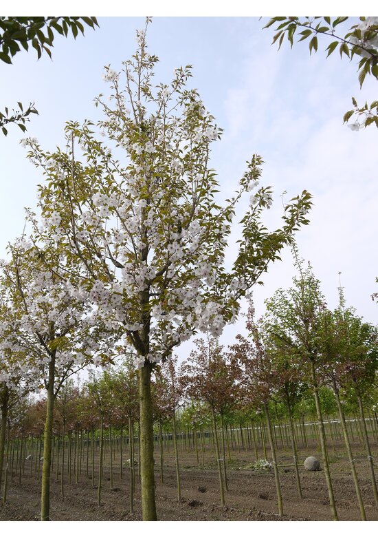 Zierkirsche 'Sunset Boulevard' | Prunus serrulata 'Sunset Boulevard' Zierkirsche 'Sunset Boulevard' | Prunus serrulata 'Sunset Boulevard'
