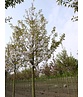 Zierkirsche 'Sunset Boulevard' | Prunus serrulata 'Sunset Boulevard' Zierkirsche 'Sunset Boulevard' | Prunus serrulata 'Sunset Boulevard'