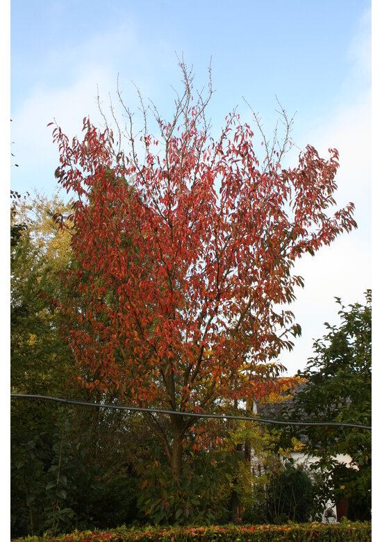 Zierkirsche 'Sunset Boulevard' | Prunus serrulata 'Sunset Boulevard' Zierkirsche 'Sunset Boulevard' | Prunus serrulata 'Sunset Boulevard'