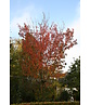Zierkirsche 'Sunset Boulevard' | Prunus serrulata 'Sunset Boulevard' Zierkirsche 'Sunset Boulevard' | Prunus serrulata 'Sunset Boulevard'