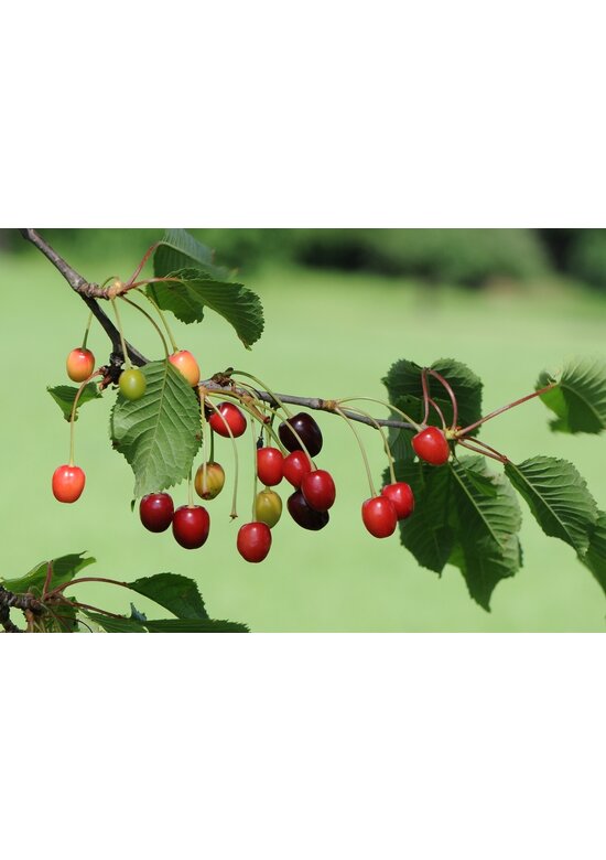 Sauerkirsche 'Morel' | Prunus cerasus 'Morel' Sauerkirsche 'Morel' | Prunus cerasus 'Morel'