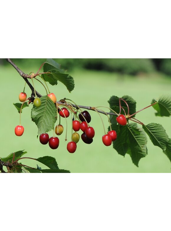 Sauerkirsche 'Morel' | Prunus cerasus 'Morel' Sauerkirsche 'Morel' | Prunus cerasus 'Morel'