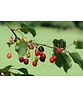 Sauerkirsche 'Morel' | Prunus cerasus 'Morel' Sauerkirsche 'Morel' | Prunus cerasus 'Morel'