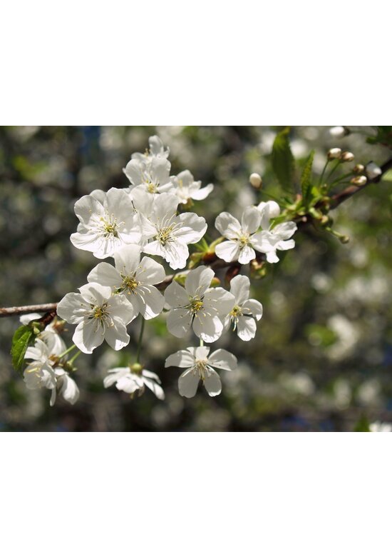 Sauerkirsche 'Morel' | Prunus cerasus 'Morel' Sauerkirsche 'Morel' | Prunus cerasus 'Morel'