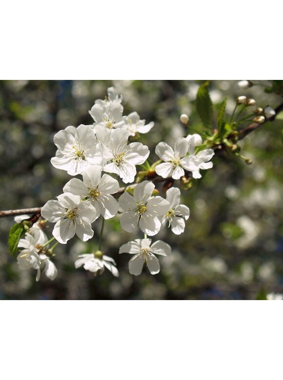 Sauerkirsche 'Morel' | Prunus cerasus 'Morel' Sauerkirsche 'Morel' | Prunus cerasus 'Morel'
