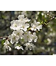 Sauerkirsche 'Morel' | Prunus cerasus 'Morel' Sauerkirsche 'Morel' | Prunus cerasus 'Morel'