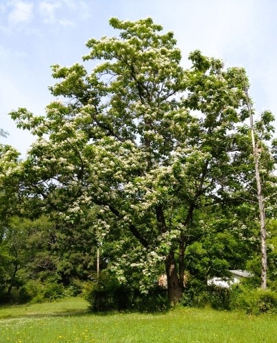 Trompetenbäume