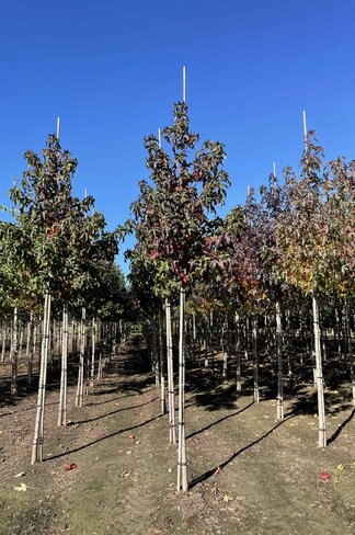 Amerikanischer Amberbaum 'Lane Roberts' | Liquidambar styraciflua 'Lane Roberts'