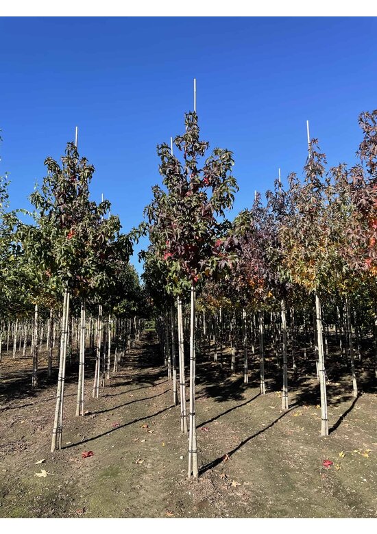 Amerikanischer Amberbaum 'Lane Roberts' | Liquidambar styraciflua 'Lane Roberts' Amerikanischer Amberbaum 'Lane Roberts' | Liquidambar styraciflua 'Lane Roberts'