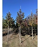 Amerikanischer Amberbaum 'Lane Roberts' | Liquidambar styraciflua 'Lane Roberts' Amerikanischer Amberbaum 'Lane Roberts' | Liquidambar styraciflua 'Lane Roberts'